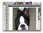 Palooza Boston Terriers