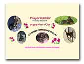 prager-rattler-puppy-dogs.de