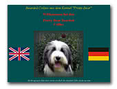 Bearded Collie Kennel Pretty-Bear