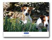 Ramnous Jack Russell Terriers