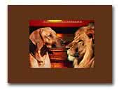 Ayene Kampala Rhodesian Ridgeback &  Whippets
