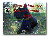 Giant Schnauzer Roman-Kosh