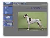 Romgrey Greyhound and Whippet