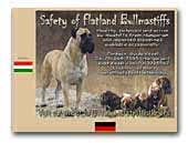 Safety of Flatland Bullmastiffs