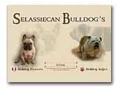 Selassiecan bulldog ingles y bulldog frances