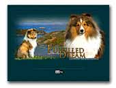 Shetland Sheepdog Kennel Fulfilled Dream