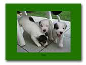 Silver Star Parson Russell Terrier