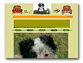Border Collie's vom Skuddenhof