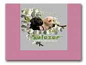 Solazar Labrador Retriever kennel
