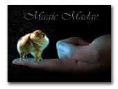 Kennel Magic Madge