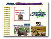 Chihuahua's from the CP Starlights