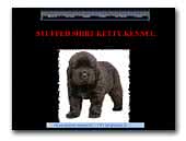 Stuffed Shirt Ketty Újfoundlandi kennel