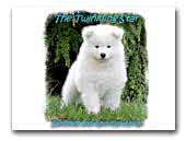 The Twinkling Star