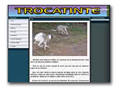 Whippet Trocantinte