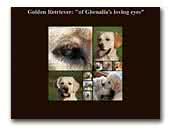 Golden Retriever of Ghenalia's Loving eyes
