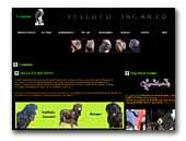 Velluto Incanto Mastino Napoletano kennel