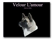 Velour L'amour Akitas