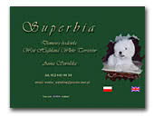 West Highland White terriers Superbia