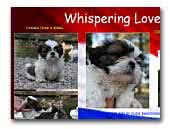 Whispering Love's Shihtzu and Yorkshire terrier