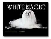 White Magic Maltese