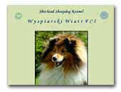 Sheltie's kennel Wyspiarski Wiatr FCI