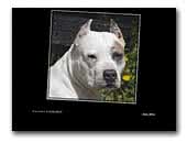 z Wiślanego Portu American Staffordshire Terrier & Chinese Cresteds Dog