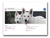Adorable White Pearl White Swiss Shepherd Dogs