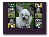 Amica mia FCI Kennel