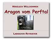 Aragon vom Perftal - Labrador Retriever Deckrüde