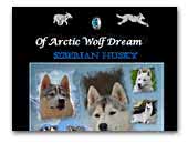 Of Arctic Wolf Dream