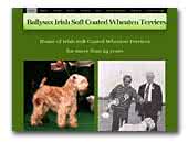 Ballysax Irish Soft Coated Wheaten Terriers
