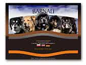 Barnali Tibetan Mastiffs