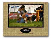 Best Oradinum Beagles