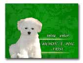 bichonapoilfrise.ro
