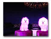 Uilaki’s White Beauty® Bolognese Kennel