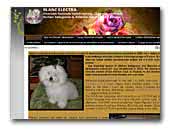 Blanc Electra Bichon bolognese & Russkaya Tsvetnaya Bolonka kennel
