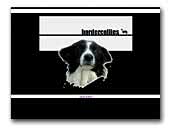 All.amatoriale Camelot Border Collies