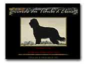 du Tchibo d'Ebéne - Briard Kennel