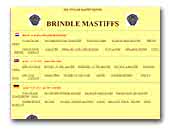 Brindle Mastiffs