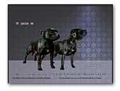 Arasyd - staffordshire bull terriers