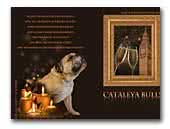 Cataleya Bulls - English Bulldog