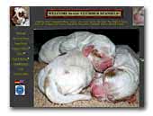 clumber-spaniels.eu