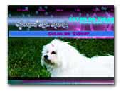 Cotons Del Dana - Coton De Tulear