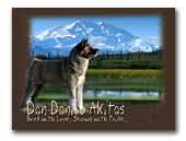 Dan Danilo American Akita