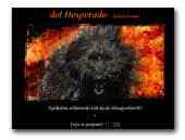 Desperado Briards