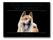 Dos Ancestros American Akita