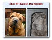 Dragon Tale's sharpei 