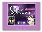 Dreamwolves Alaskan Malamutes / Siberian Huskies
