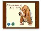 Z Sennej Krainy - Basset Hound