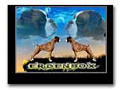 Boxerkennel Erdenbox